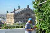 Infusion Thymus des toits de Paris Sous Les Fraises